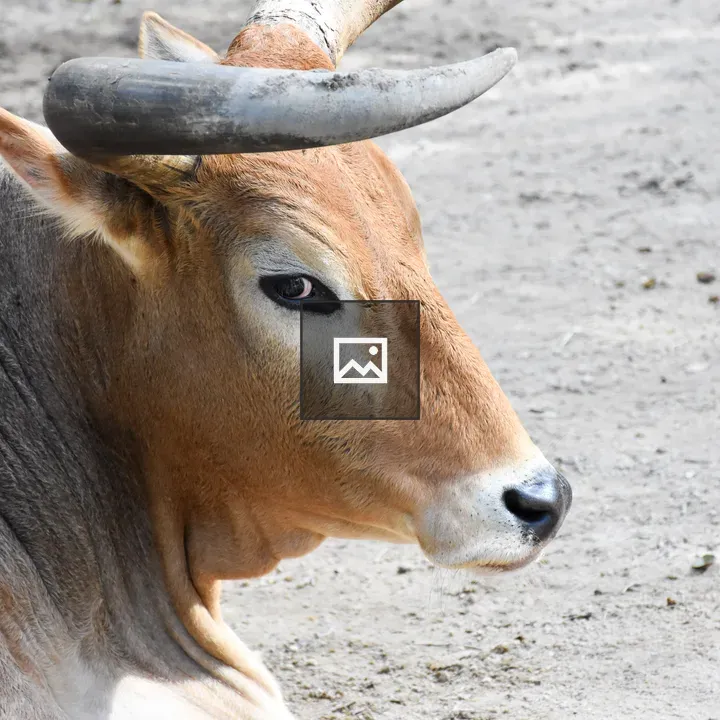 Bull resting on the ground