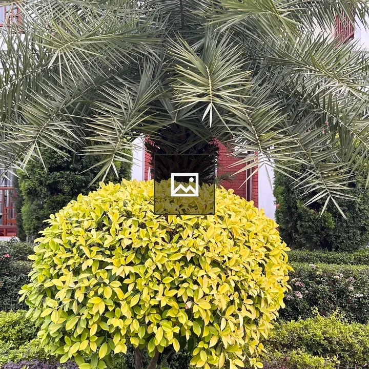 Yellow Round Bush in Garden