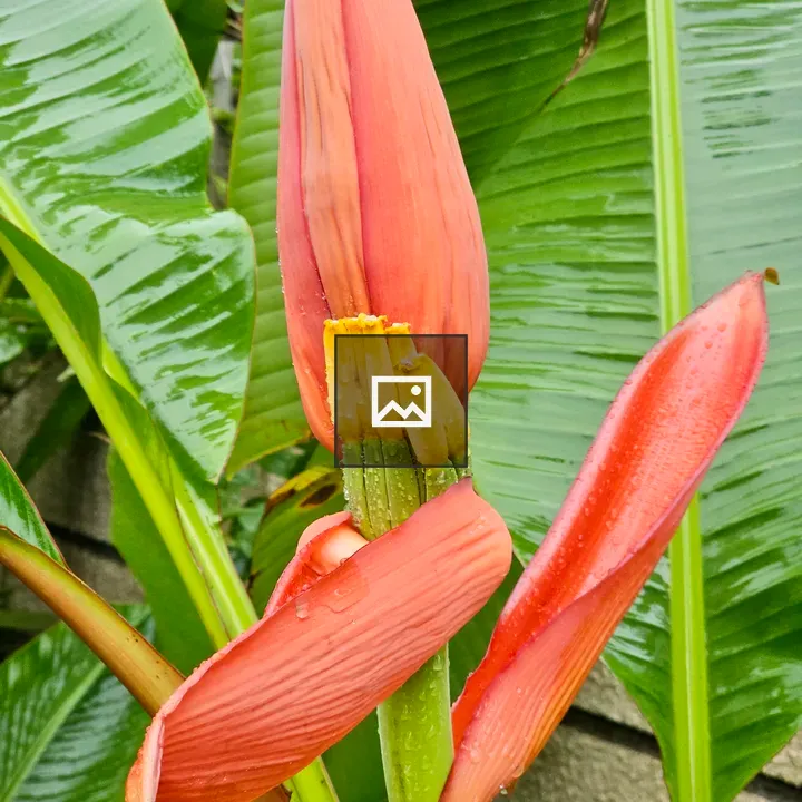 Pink Musa velutina Bud