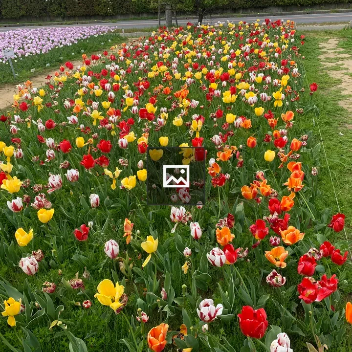 Tulip Festival Scene