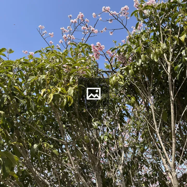 Trees with pink flowers and blue sky