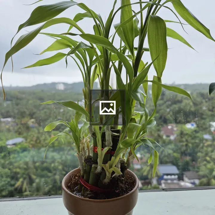 Green Plant in Brown Pot