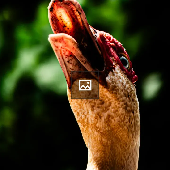 Muscovy duck head profile