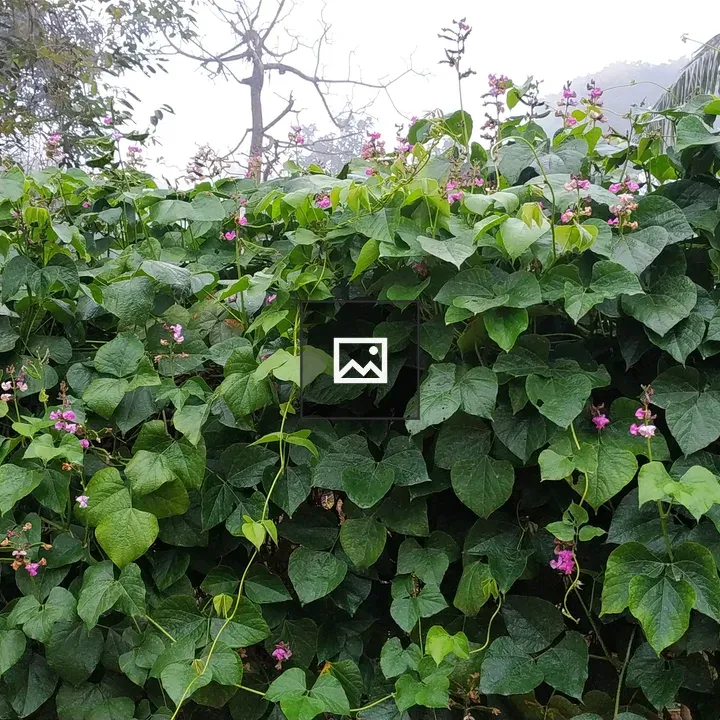 Bean flowers on a bean tree
