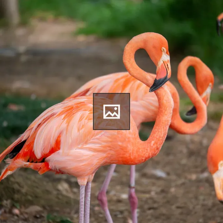 Pink Flamingo