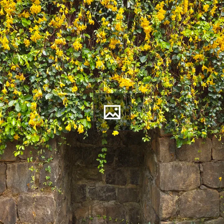 Green Wall with Yellow Flowers