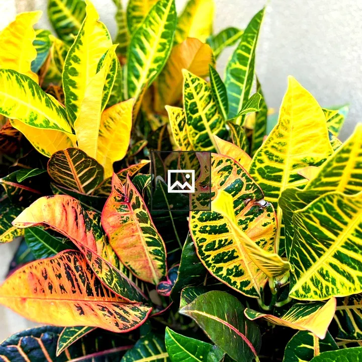 Yellow Cheflera Leaf Plant