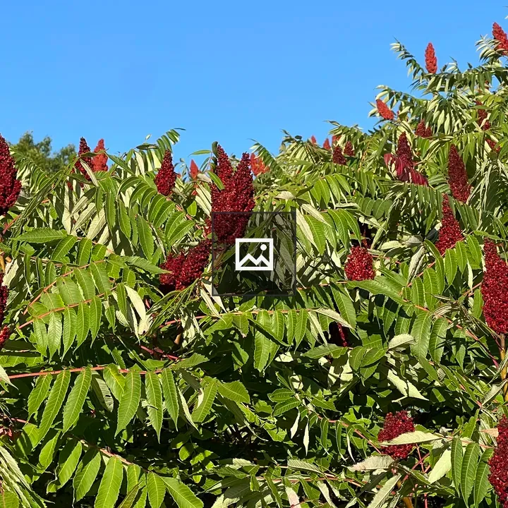 Smooth sumac with red berries