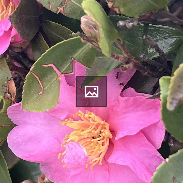 Pink Flower on Bush