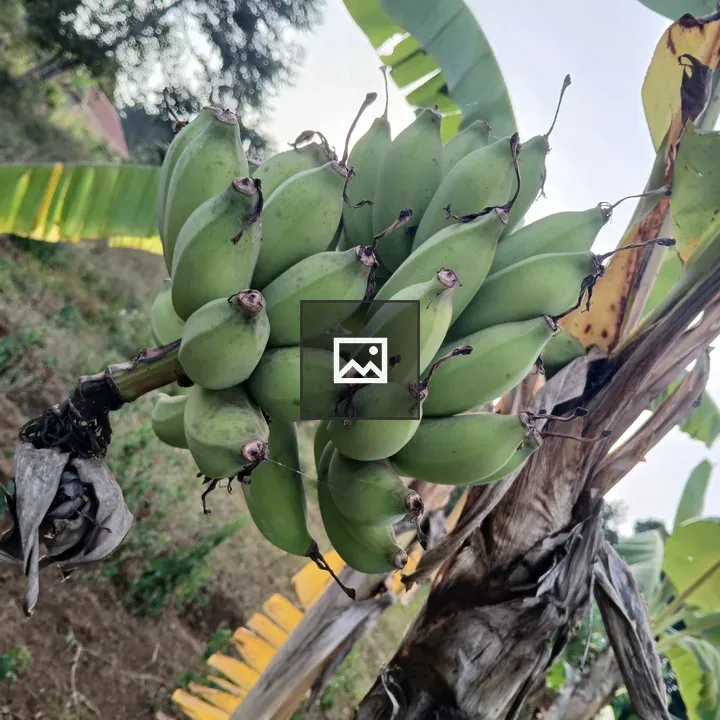 Bananas on Banana Plant