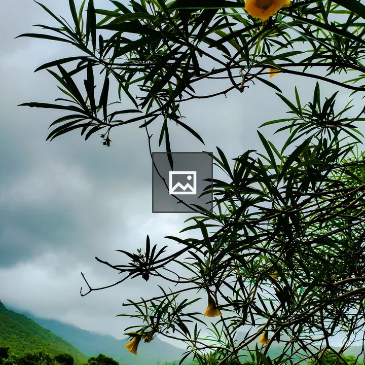 Yellow Oleander Branches