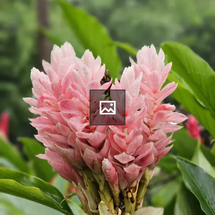 Alpinia purpurata flower