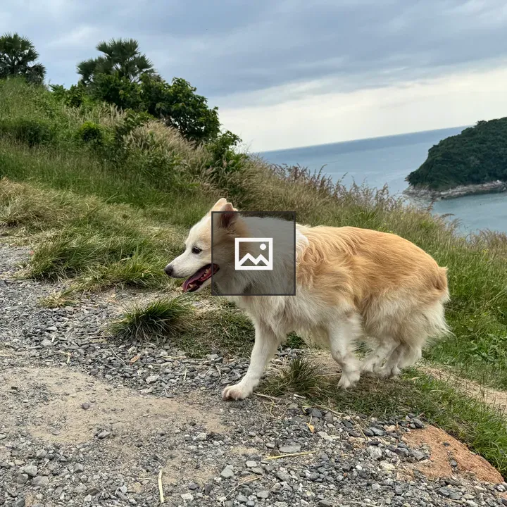 Fluffy dog on hillside gravel path