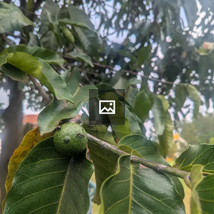 Fruit with Insects