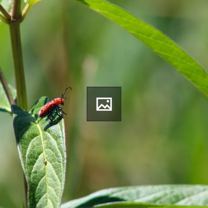 Red beetle on green leaf