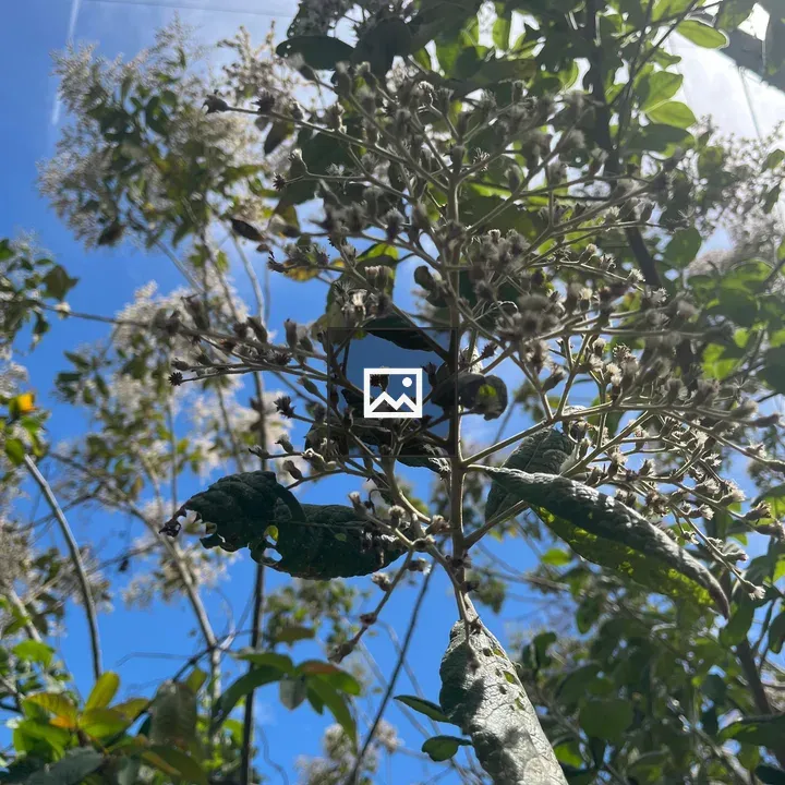 Close-up of flowering plant with blue sky