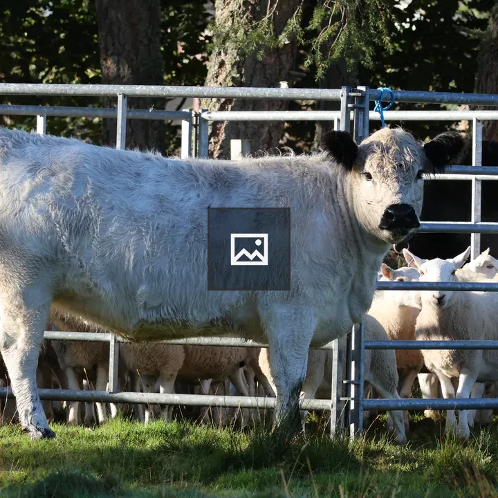 White Galloway cow in pen
