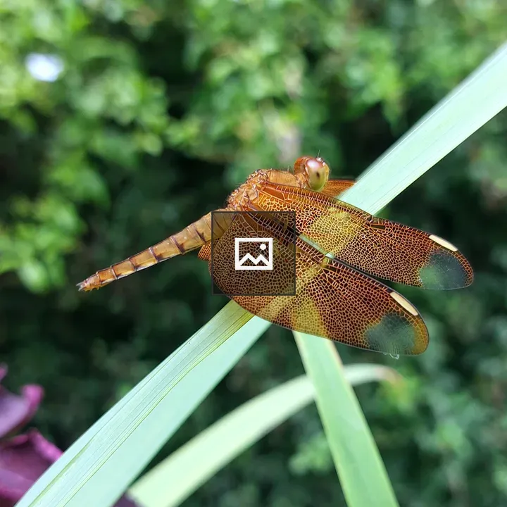 Macro amber dragonfly on grass