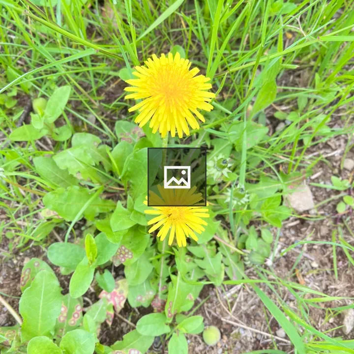 Common Dandelion Flowers