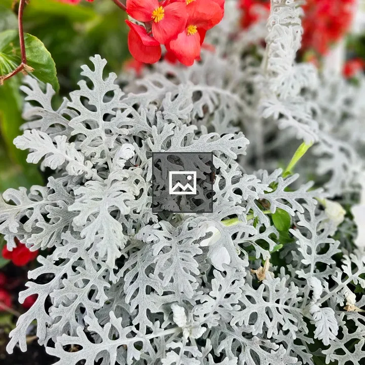 Dusty Miller close-up foliage