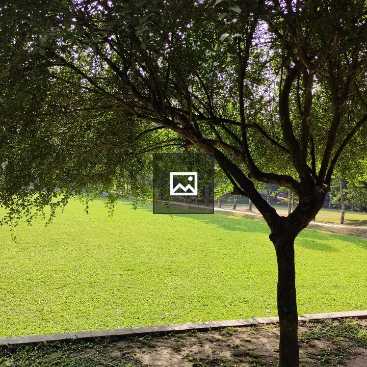 Green field with tree shade