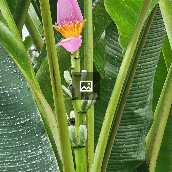 Pink flowering banana plant
