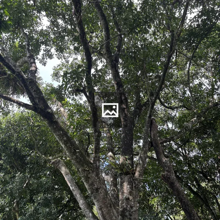 Tree canopy sunlight glow