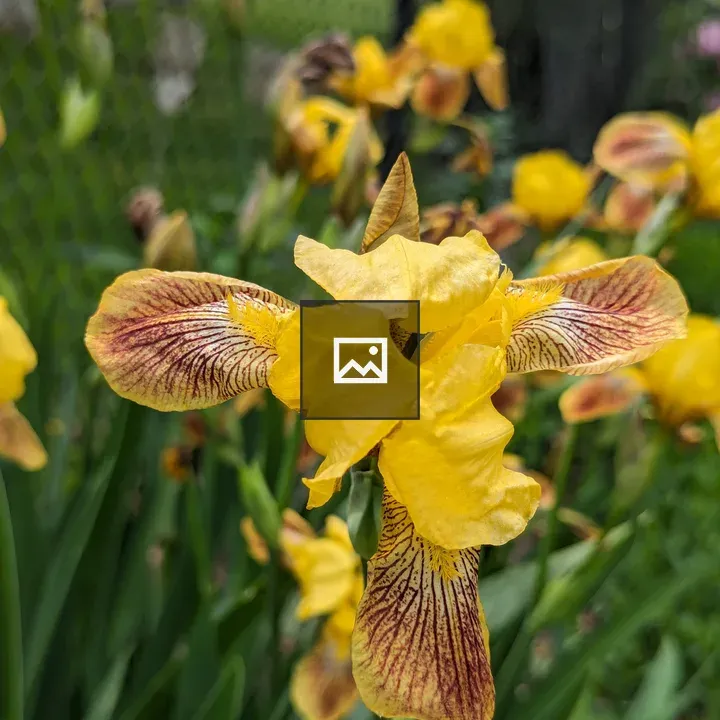 Yellow Iris Flower Close-up