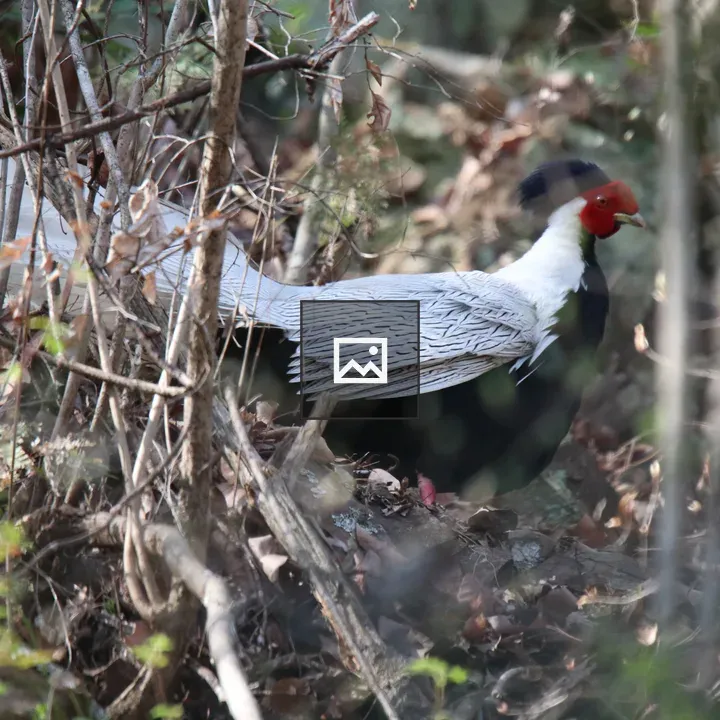 Male Silver Pheasant Walking in Forest
