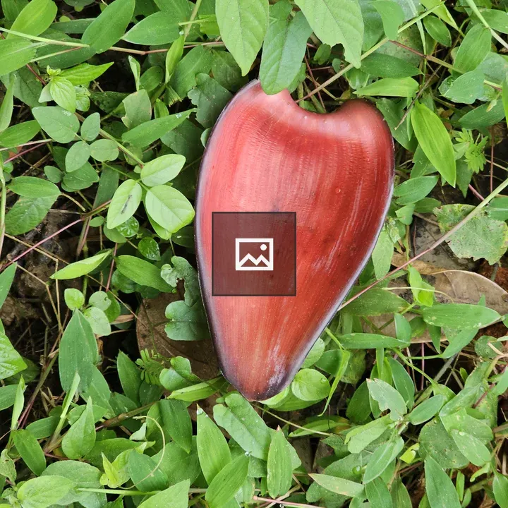 Red banana blossom on green leaves