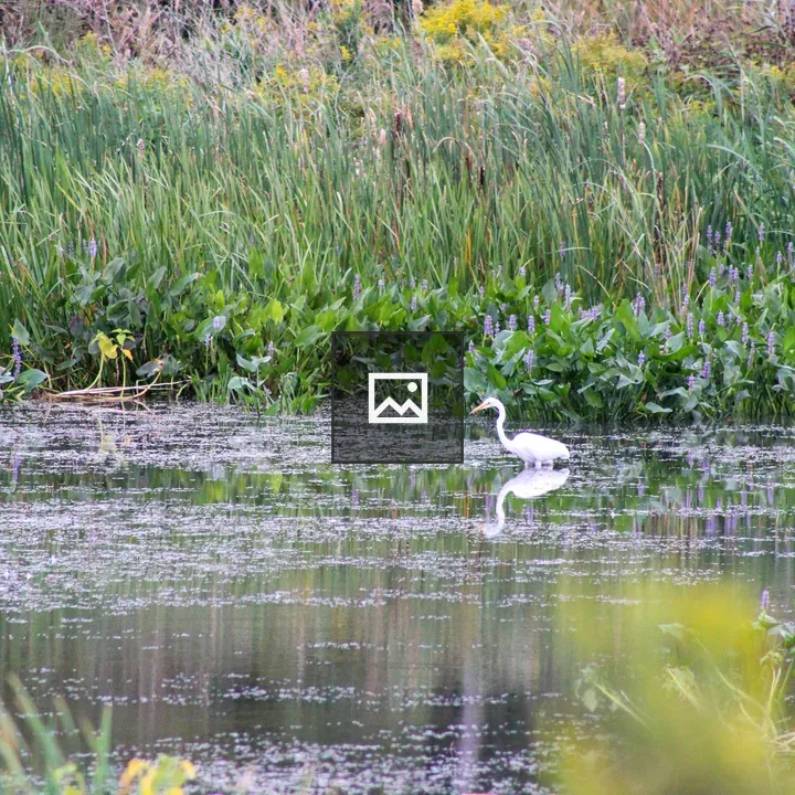 Great Snowy Egret