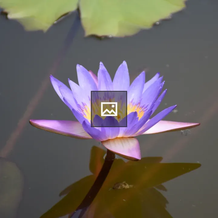 Blue lotus at Zilker Gardens