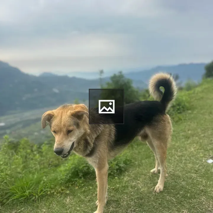 Dog in Mountain Scenery