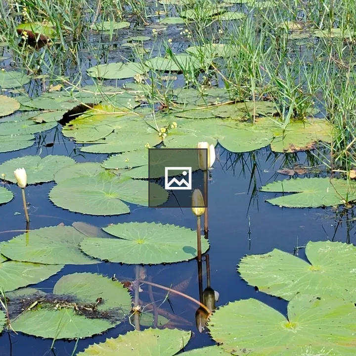 Lotus buds in water