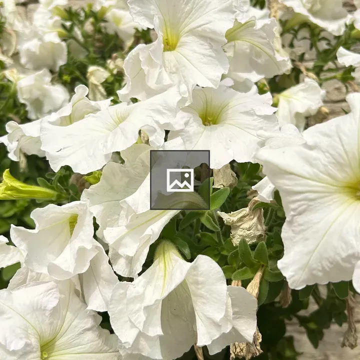 Close-up White Flower Clusters