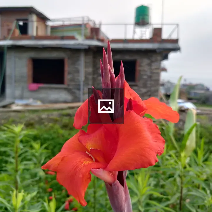 Red flower with pointed petals