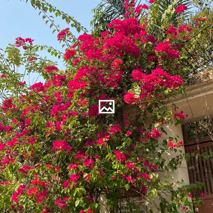 Bougainvillea Over Gate