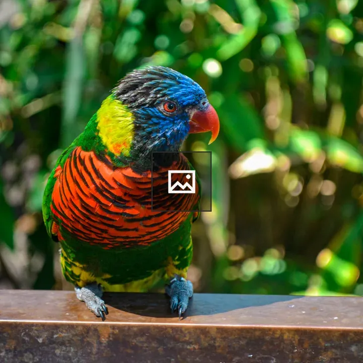 Colorful lorikeet bird