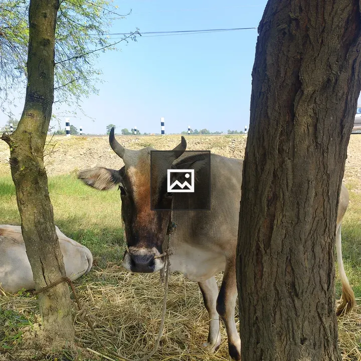 Brown Bull Near a Tree