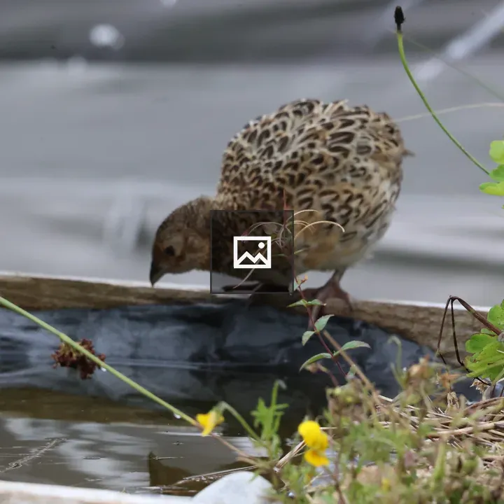 Female pheasant chick by garden pond