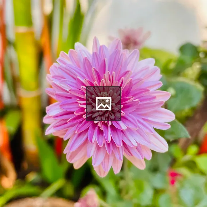 Chrysanthemum Variant Flower