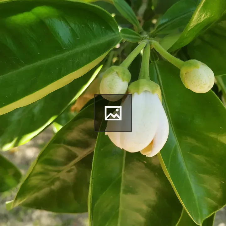 Citrus Tree Branch with Blossoms