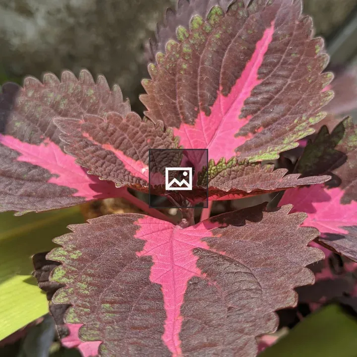 Coleus Plant with Pink and Red Leaves