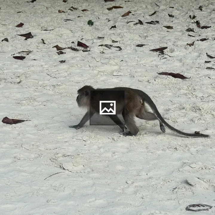 Long-tailed macaque on beach
