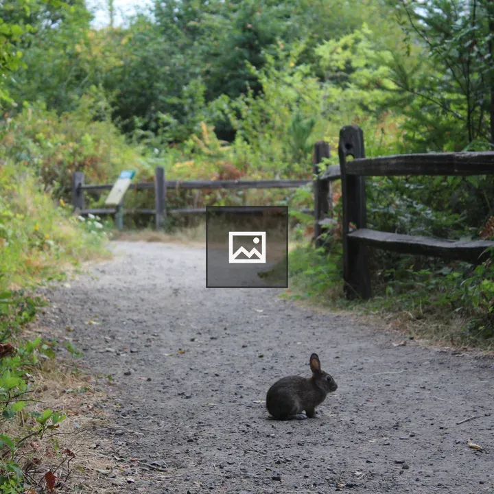 A Wild Rabbit Appears