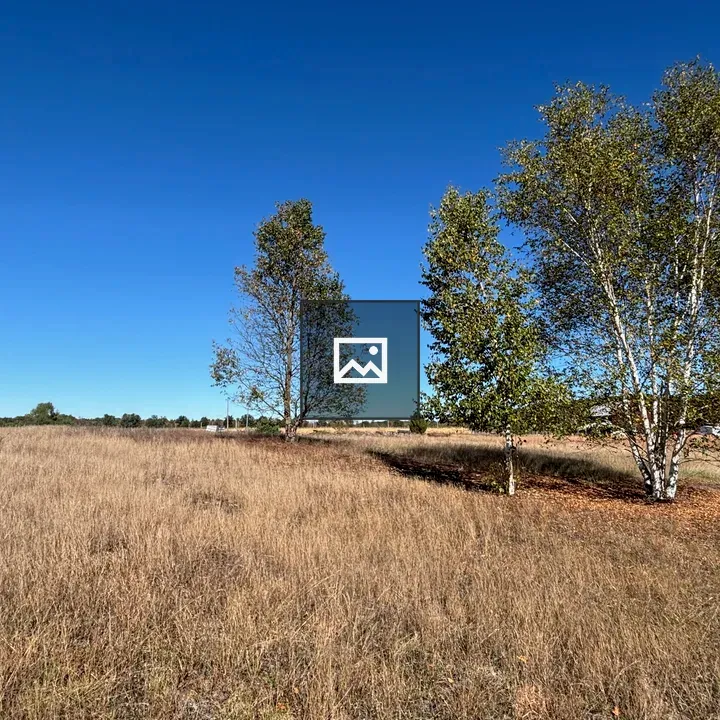 Birch Trees Over Field