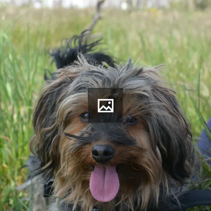 Yorkshire dog in grass