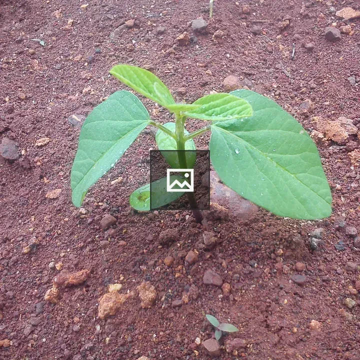 Soybean Seedling Reaching Toward Sun