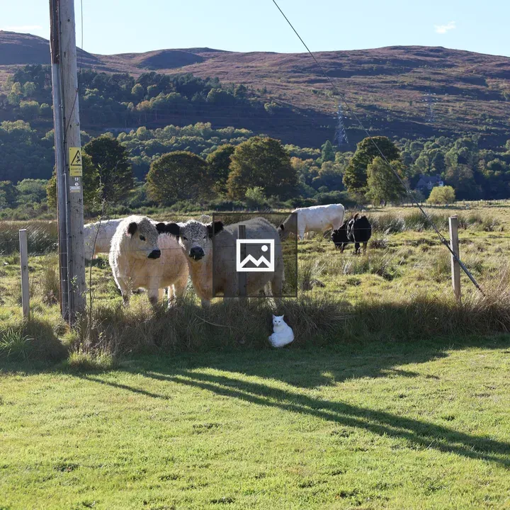 White Galloway Cows and Cat