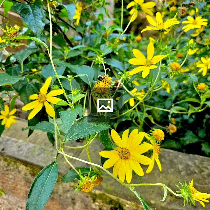 The Heliopsis Flowers